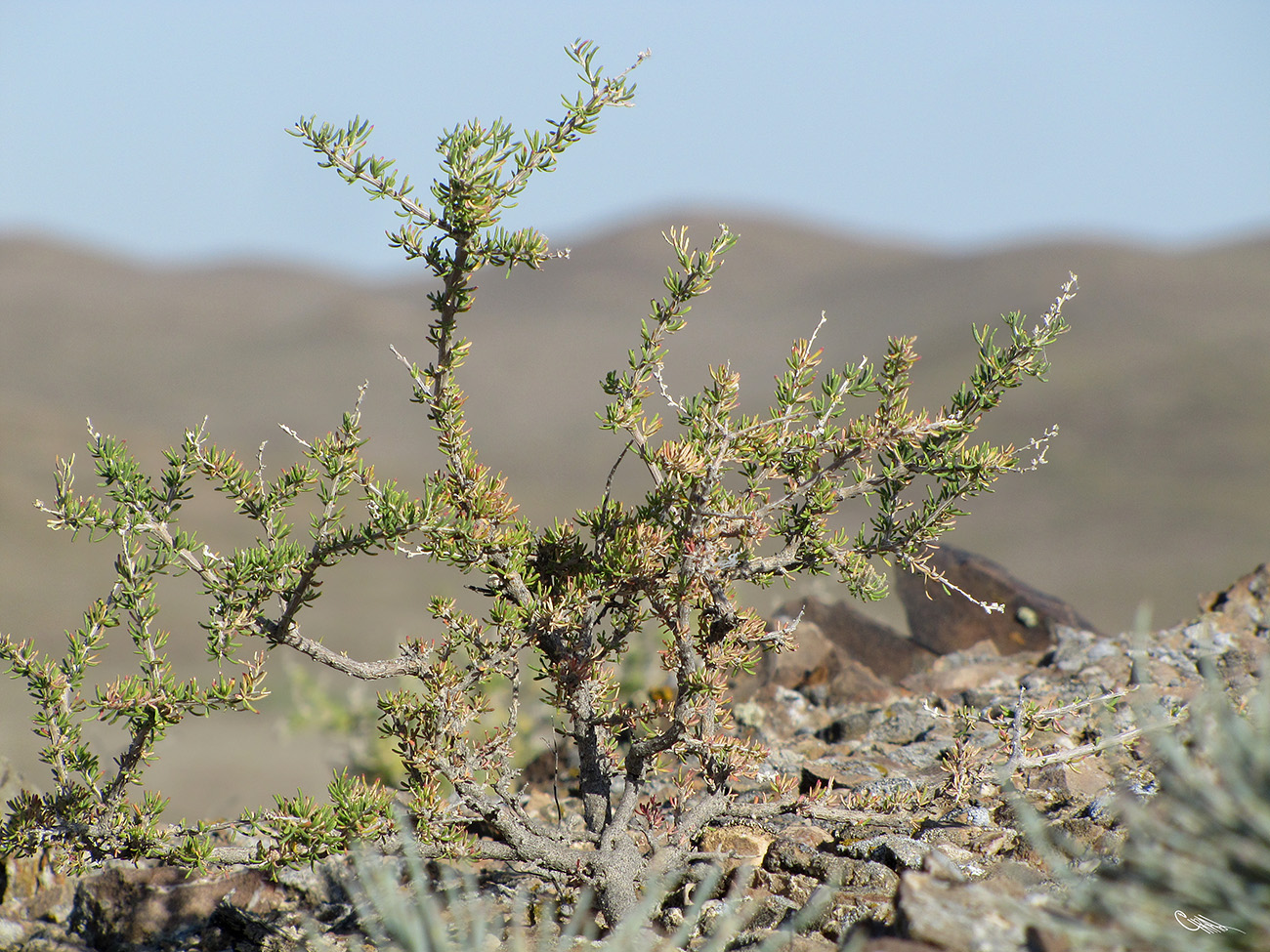 Image of Salsola arbusculiformis specimen.