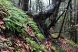 Polypodium vulgare