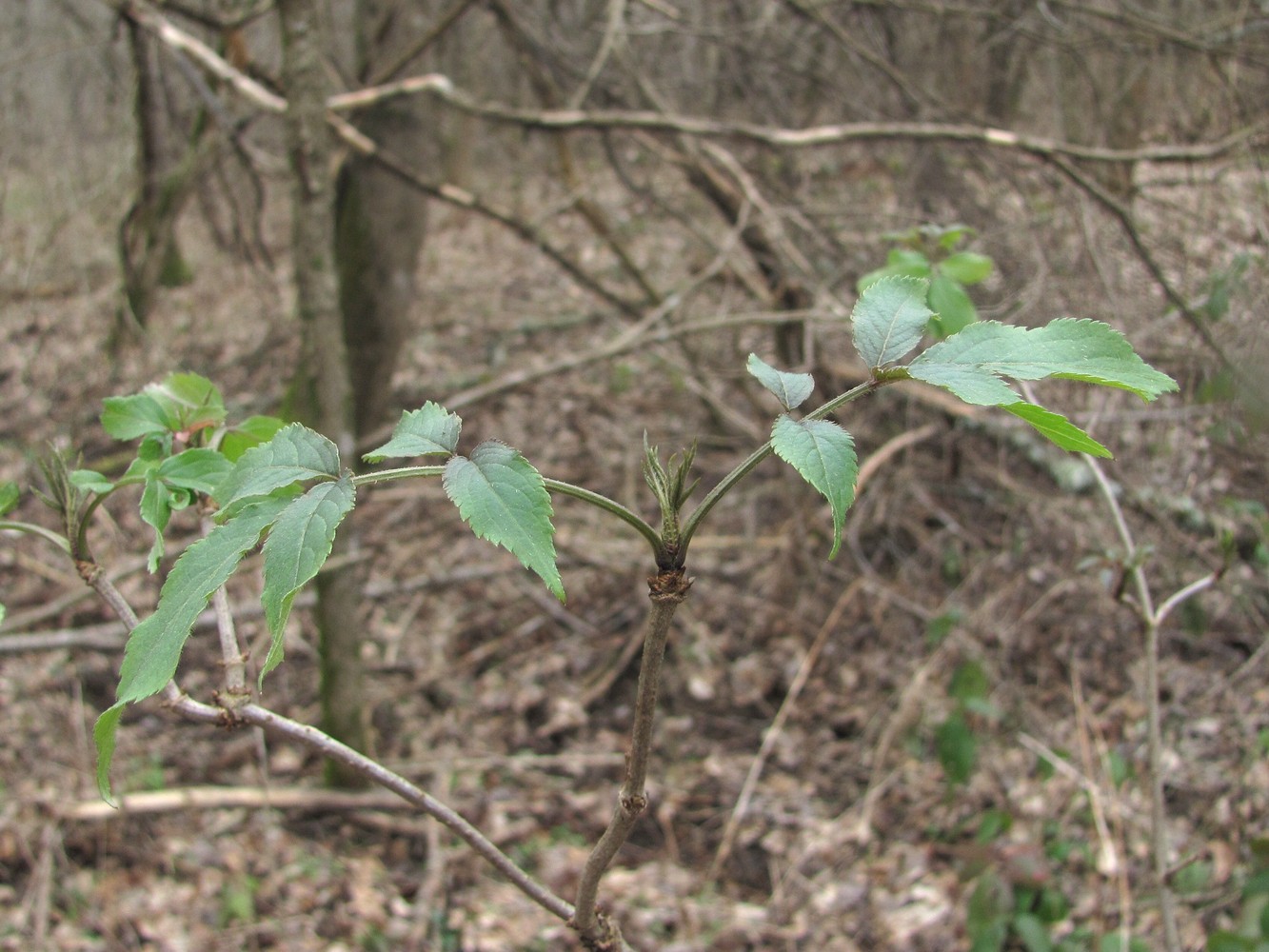 Image of Sambucus nigra specimen.