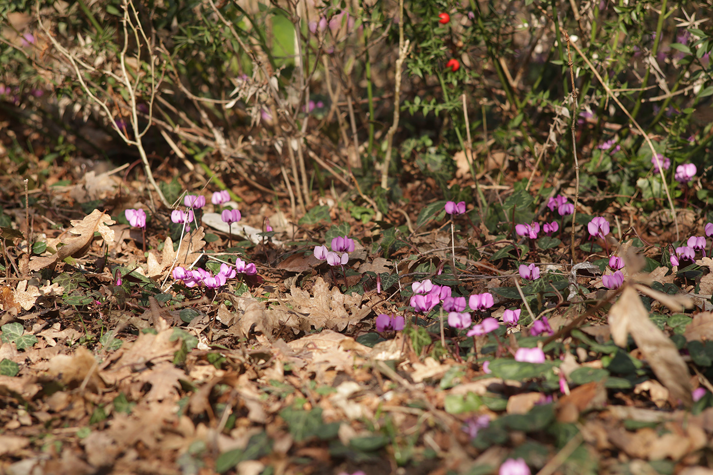 Изображение особи Cyclamen coum.