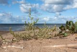 Corispermum leptopterum. Плодоносящее растение. Псковская обл., Гдовский р-н, дер. Лунёвщина, берег Чудского оз., песчаный пляж. 29.09.2018.