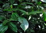 Miconia crenata. Верхушка цветущего растения. Малайзия, Камеронское нагорье, ≈ 1600 м н.у.м., опушка влажного тропического леса. 03.05.2017.