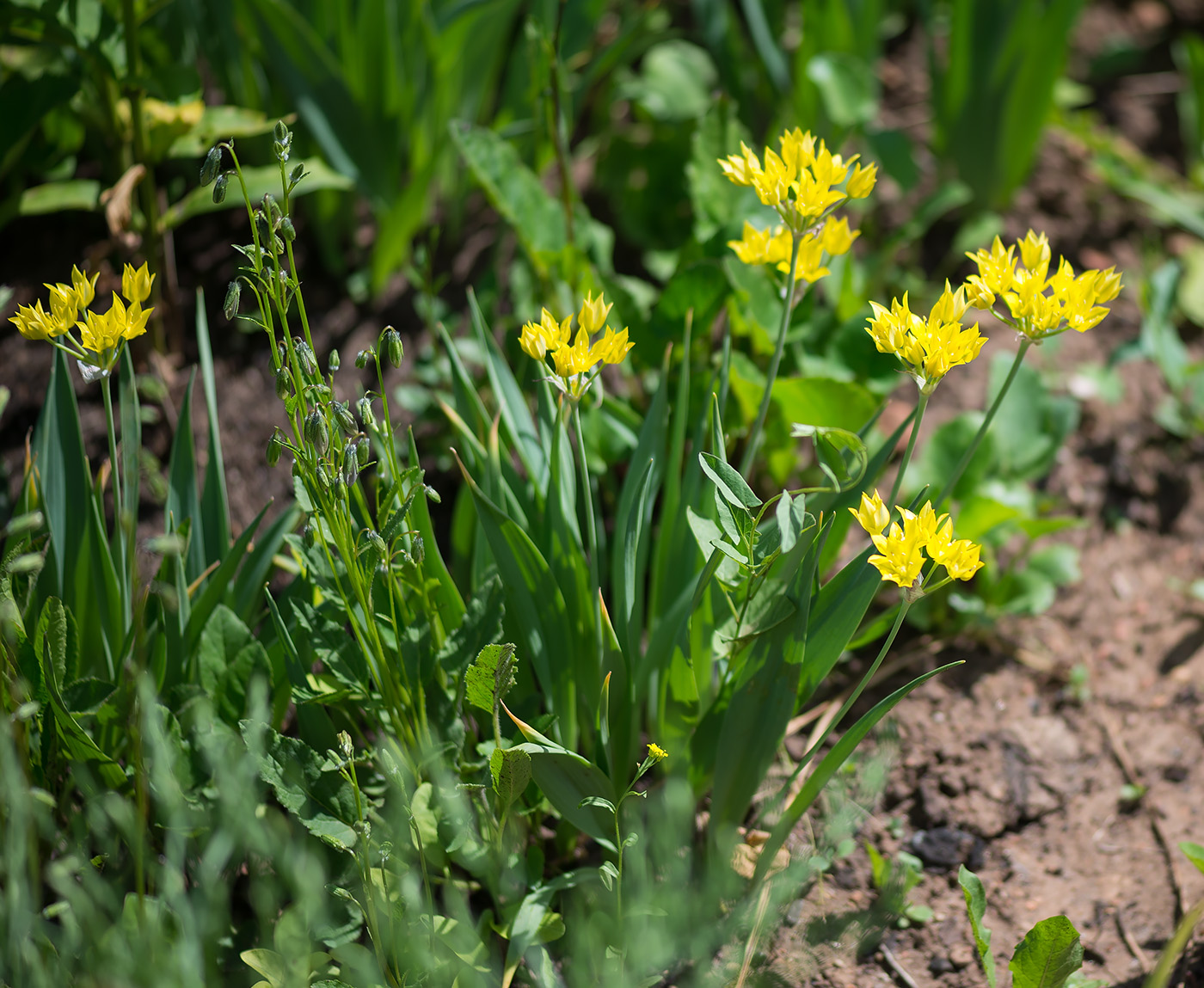 Изображение особи Allium moly.