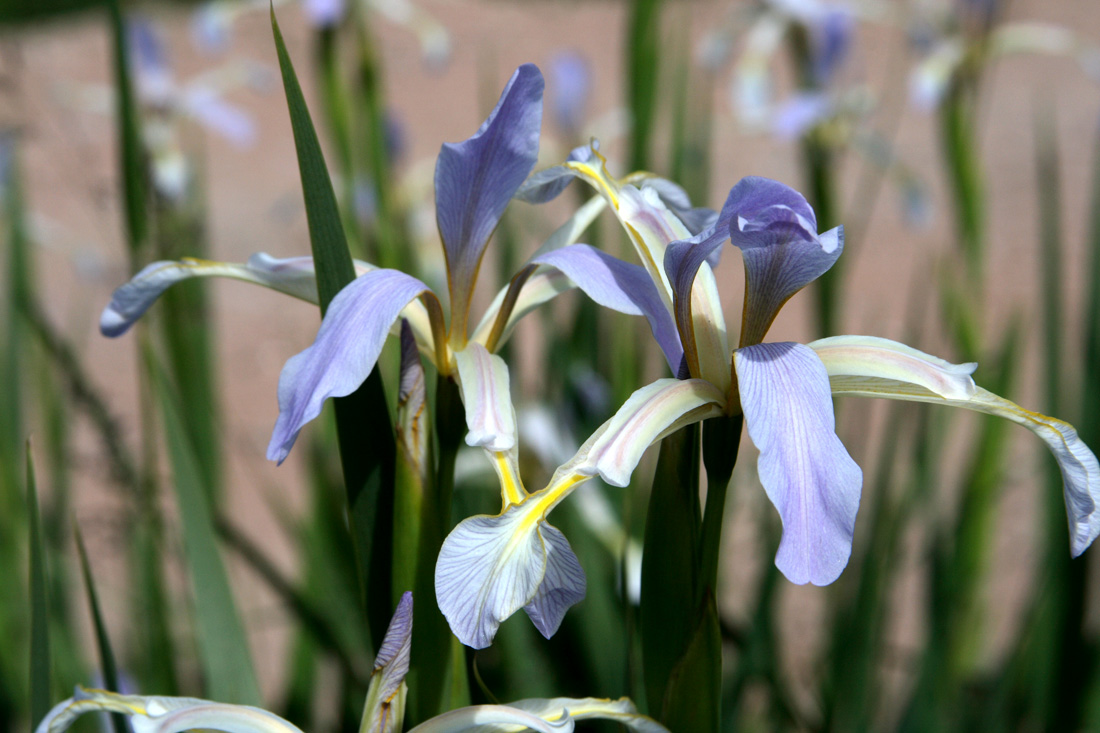 Изображение особи Iris sogdiana.