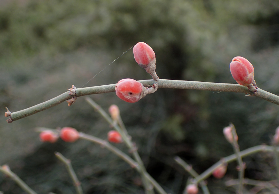 Image of Ephedra foeminea specimen.