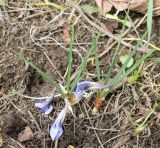 Crocus adamii