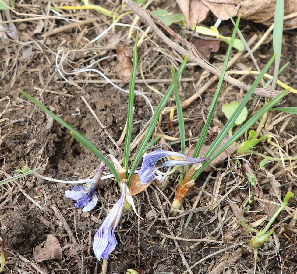 Image of Crocus adamii specimen.