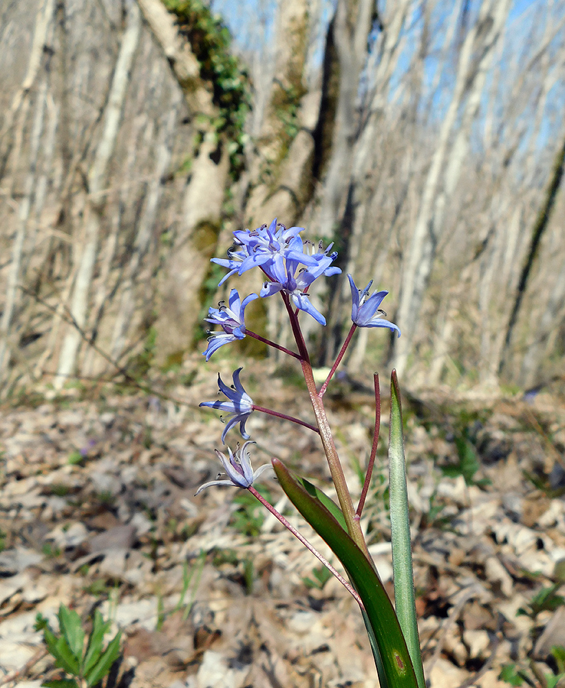 Изображение особи Scilla bifolia.