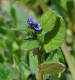 Asperugo procumbens