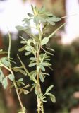Trigonella foenum-graecum. Плодоносящее растение. Египет, мухафаза Матрух, окр. г. Эль-Дабаа, сорно-рудеральная растительная группировка. 25.04.2019.