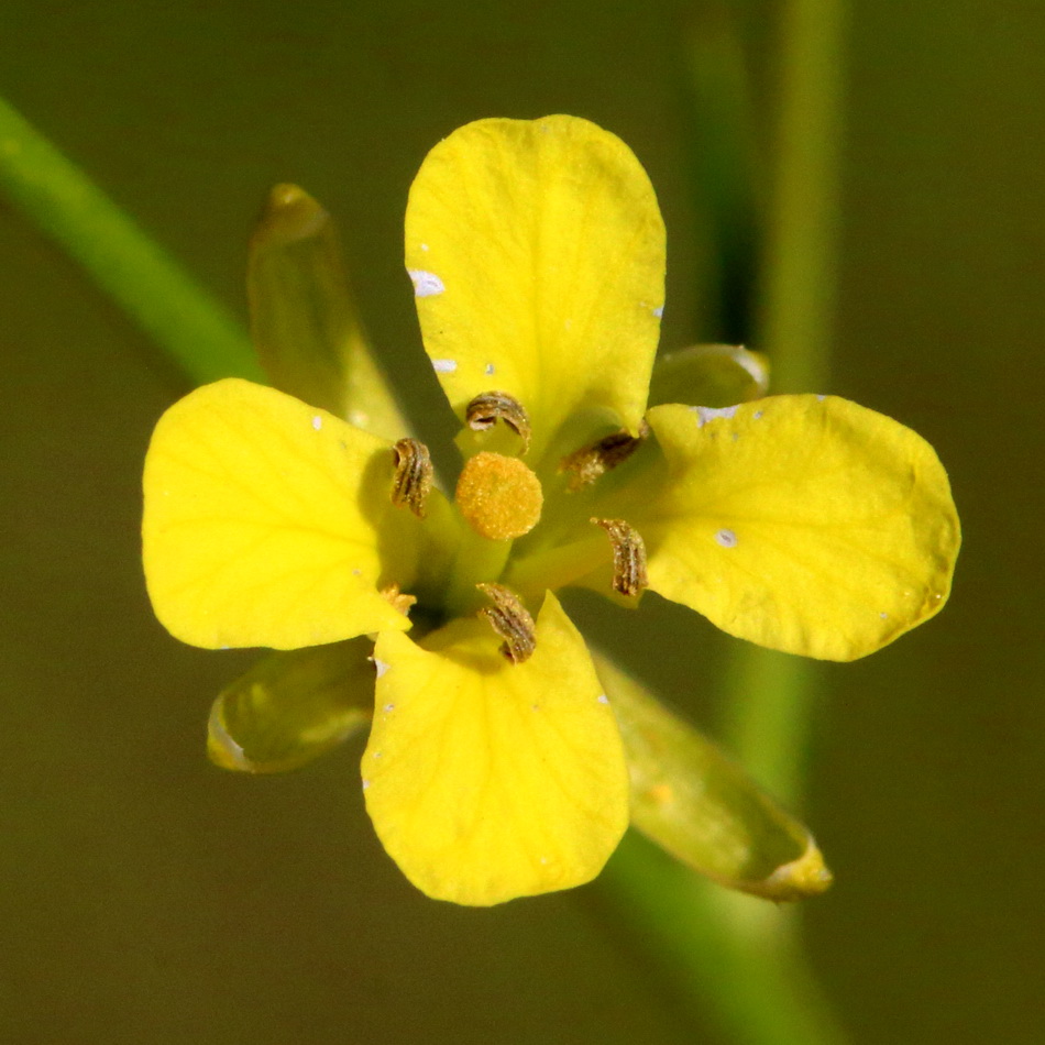 Image of Sisymbrium polymorphum specimen.