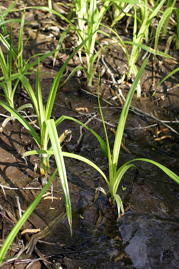 Изображение особи Scirpus sylvaticus.