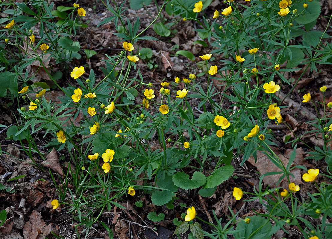 Изображение особи Ranunculus cassubicus.