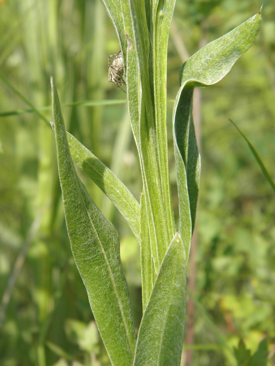 Image of Centaurea tanaitica specimen.