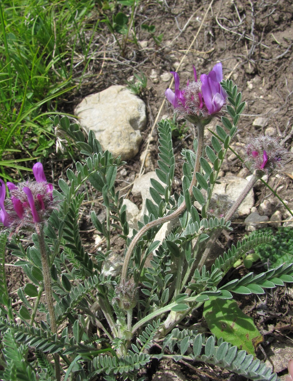 Изображение особи род Astragalus.