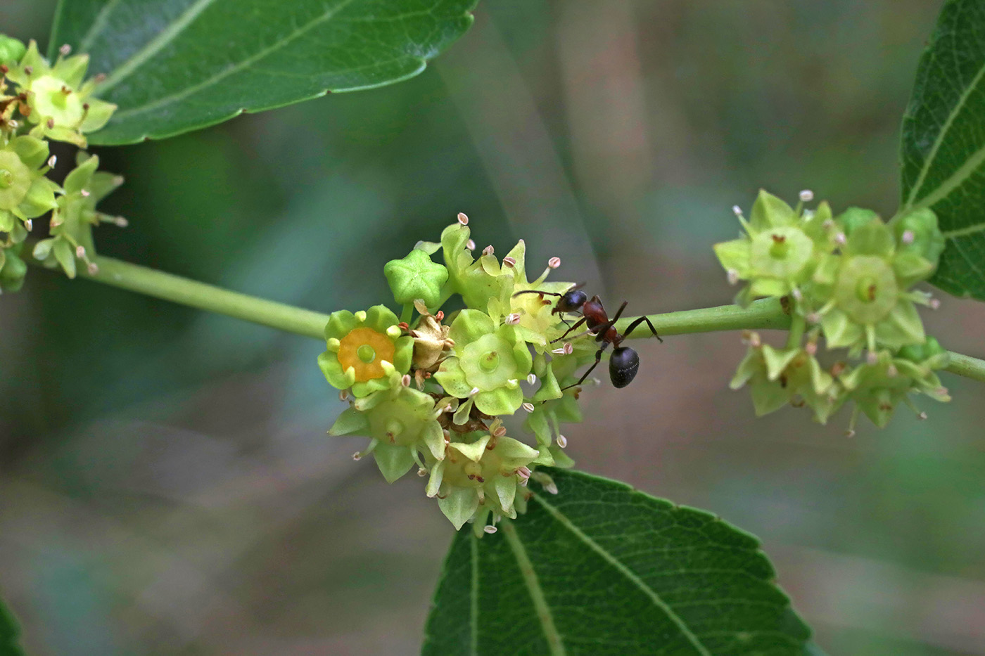 Image of Ziziphus jujuba specimen.