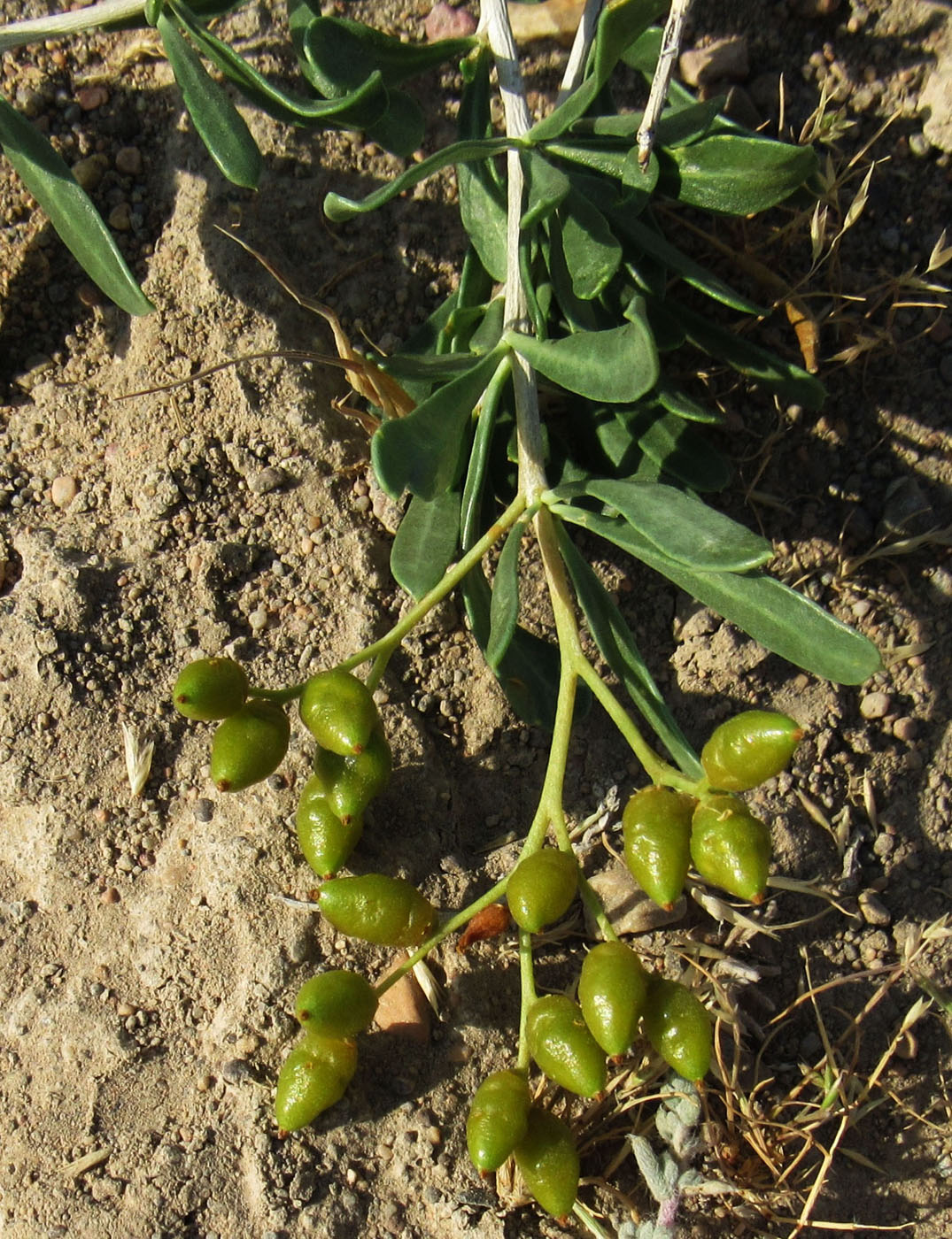 Image of Nitraria schoberi specimen.