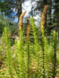 Lycopodium annotinum. Верхушки побегов со спороносами. Казахстан, Центральный Алтай, правый берег оз. Рахмановское, 1760 м н.у.м., моховая темнохвойная тайга. 24 июня 2019 г.