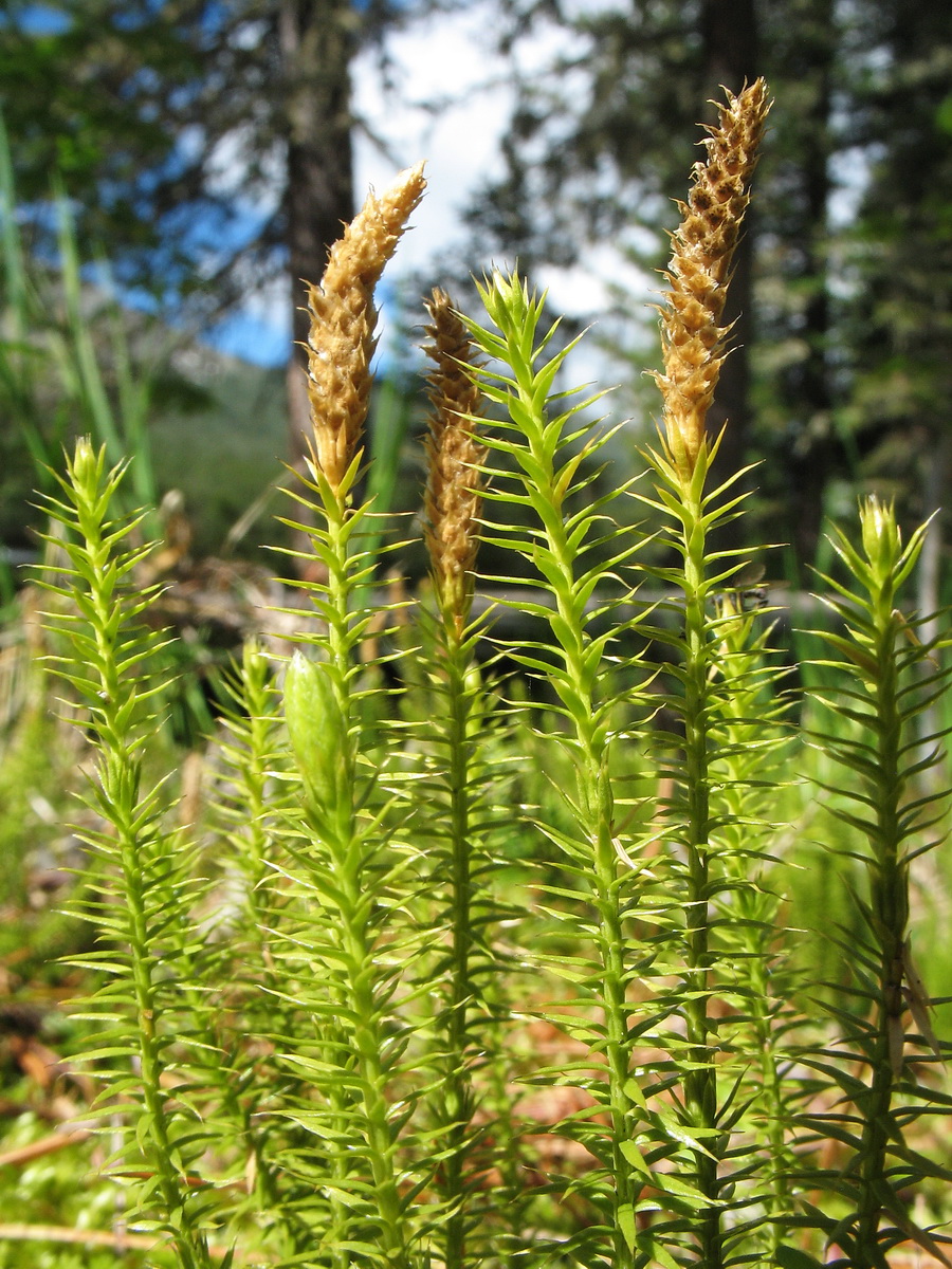 Изображение особи Lycopodium annotinum.