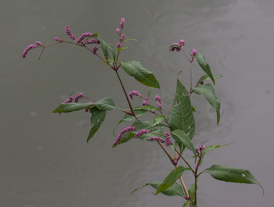 Изображение особи Persicaria lapathifolia.