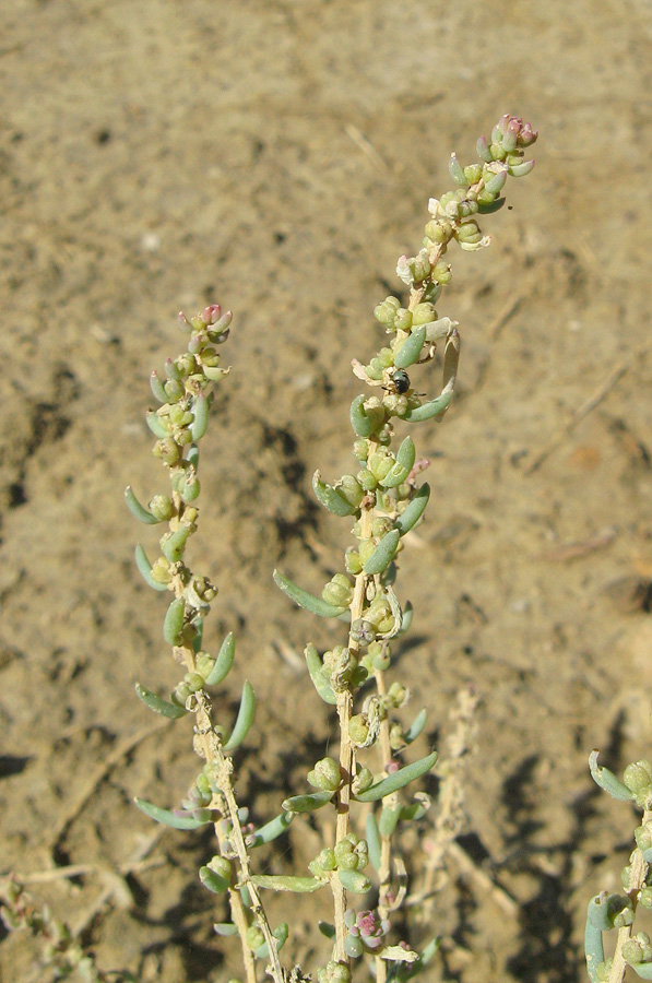 Image of Suaeda dendroides specimen.