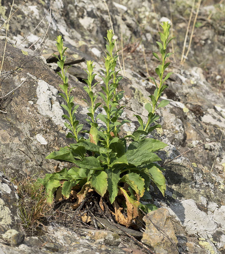 Изображение особи Solidago virgaurea ssp. taurica.