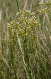 Eremogone longifolia. Верхушка цветущего растения. Челябинская обл., Брединский р-н, окр. пос. Аркаим, степь. 15 июня 2019 г.