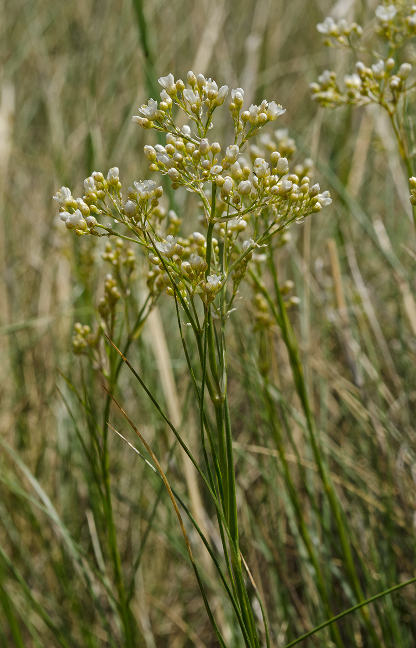 Изображение особи Eremogone longifolia.