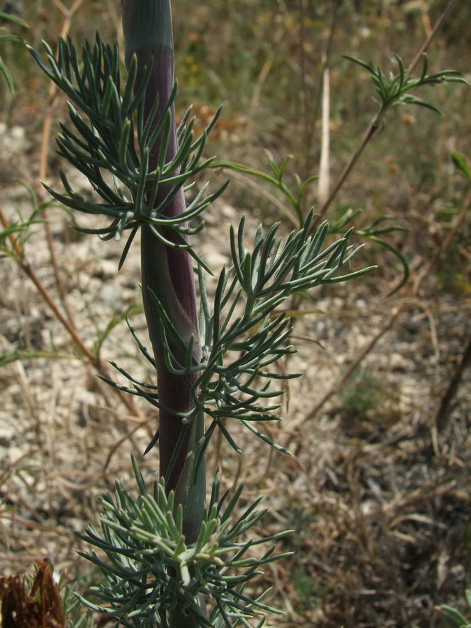 Image of Seseli dichotomum specimen.