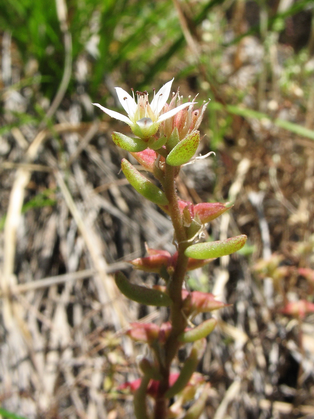 Image of Sedum pentapetalum specimen.