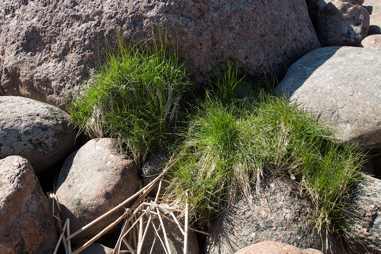 Image of Agrostis straminea specimen.