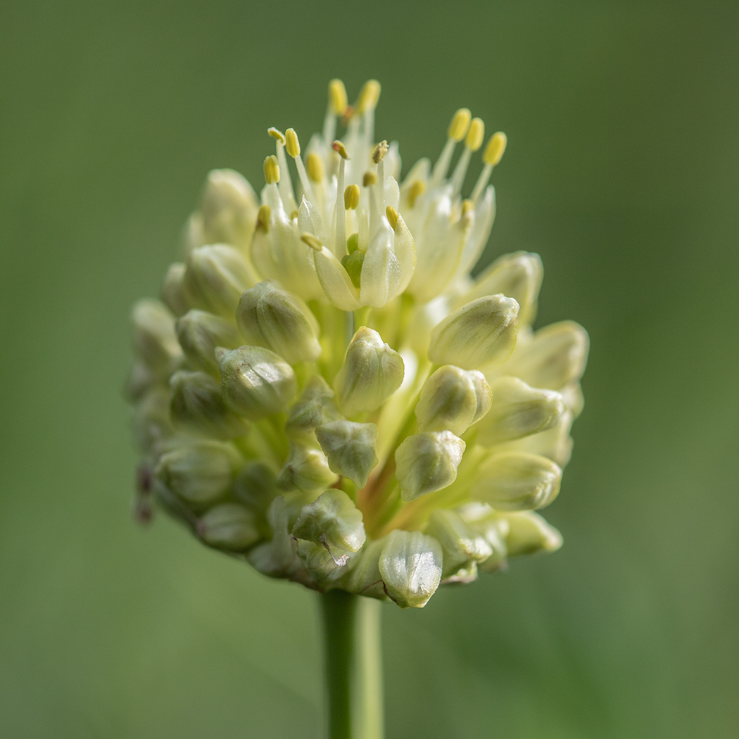 Image of Allium victorialis specimen.