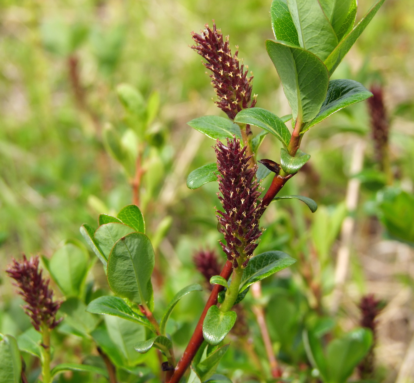 Изображение особи Salix fuscescens.