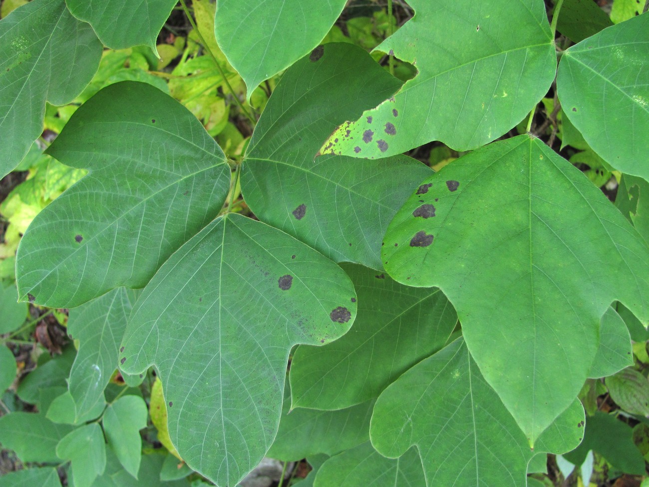Image of Pueraria lobata specimen.