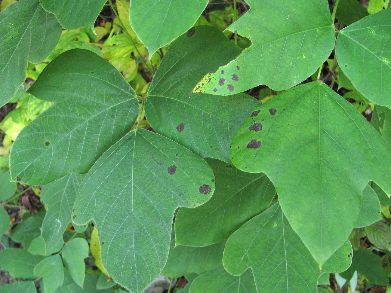 Изображение особи Pueraria lobata.