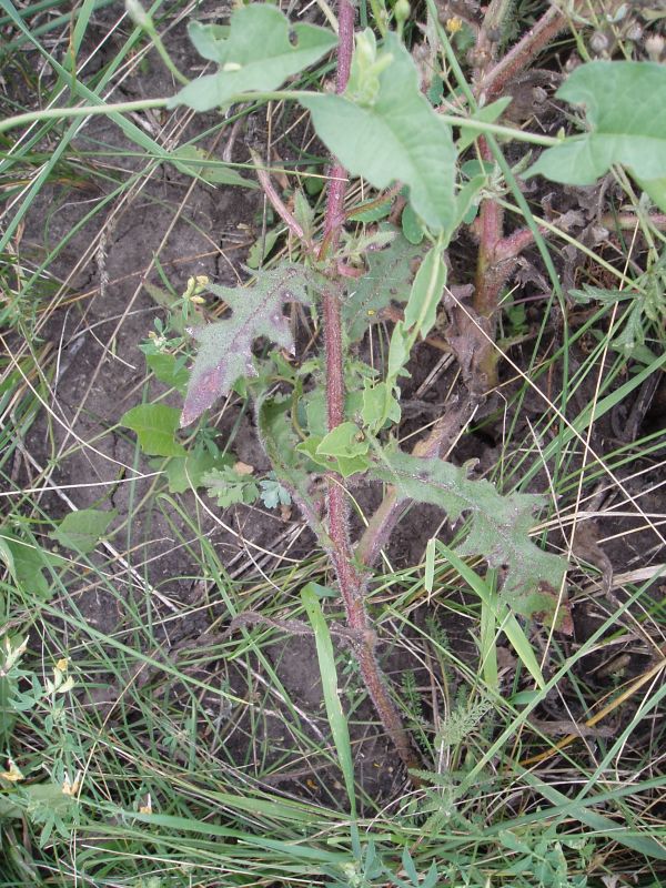 Изображение особи Crepis rhoeadifolia.