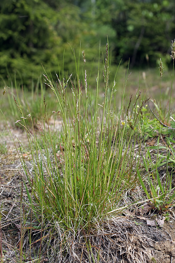 Image of Avenella flexuosa specimen.