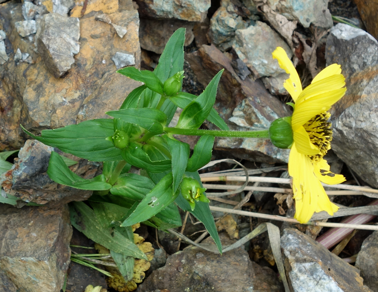 Изображение особи Arnica sachalinensis.