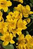 Caltha palustris