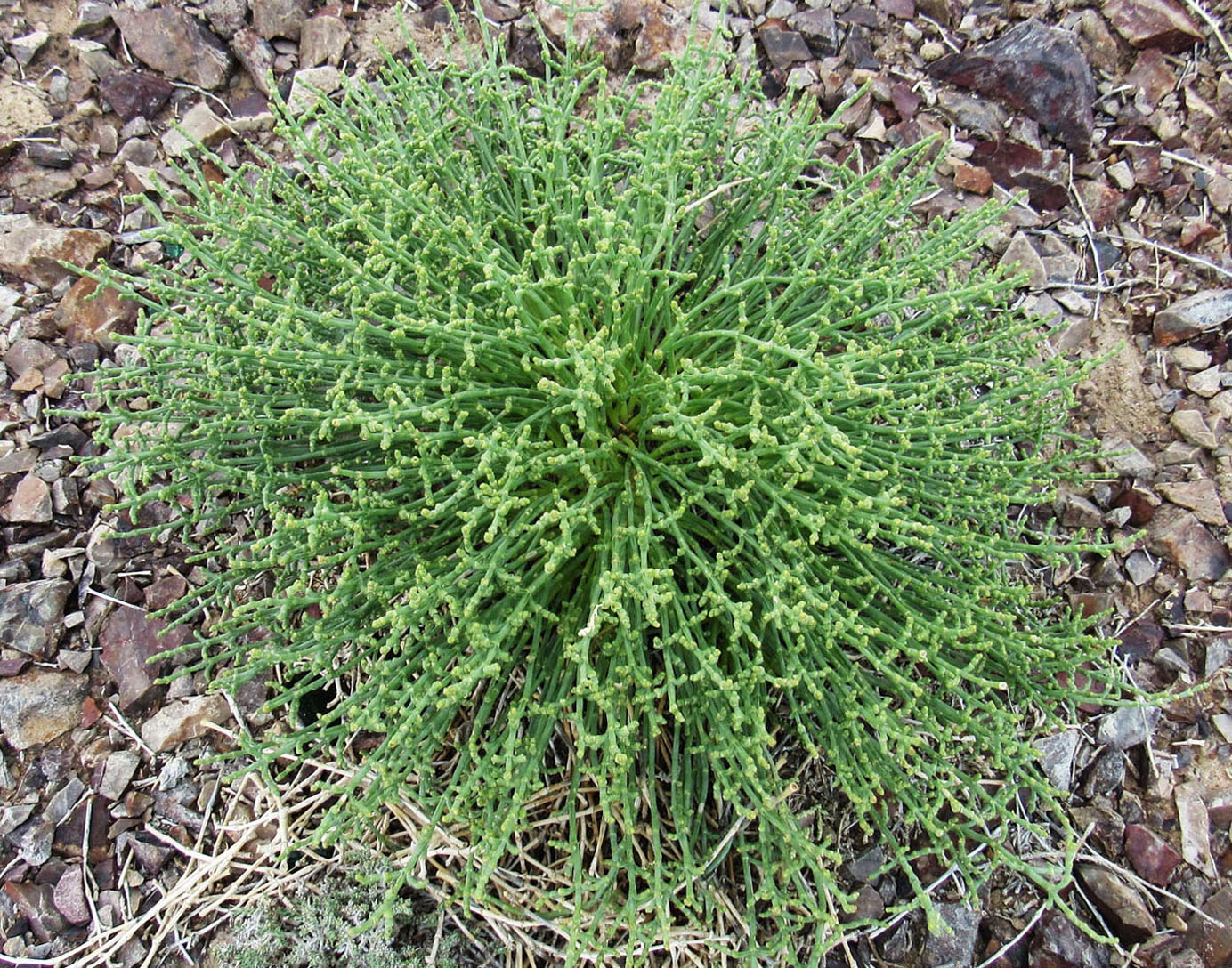 Image of Anabasis truncata specimen.