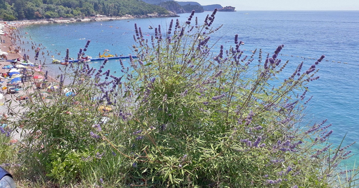 Изображение особи Vitex agnus-castus.