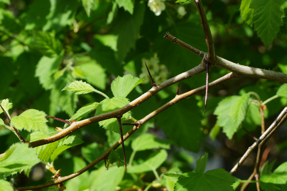 Изображение особи Crataegus submollis.