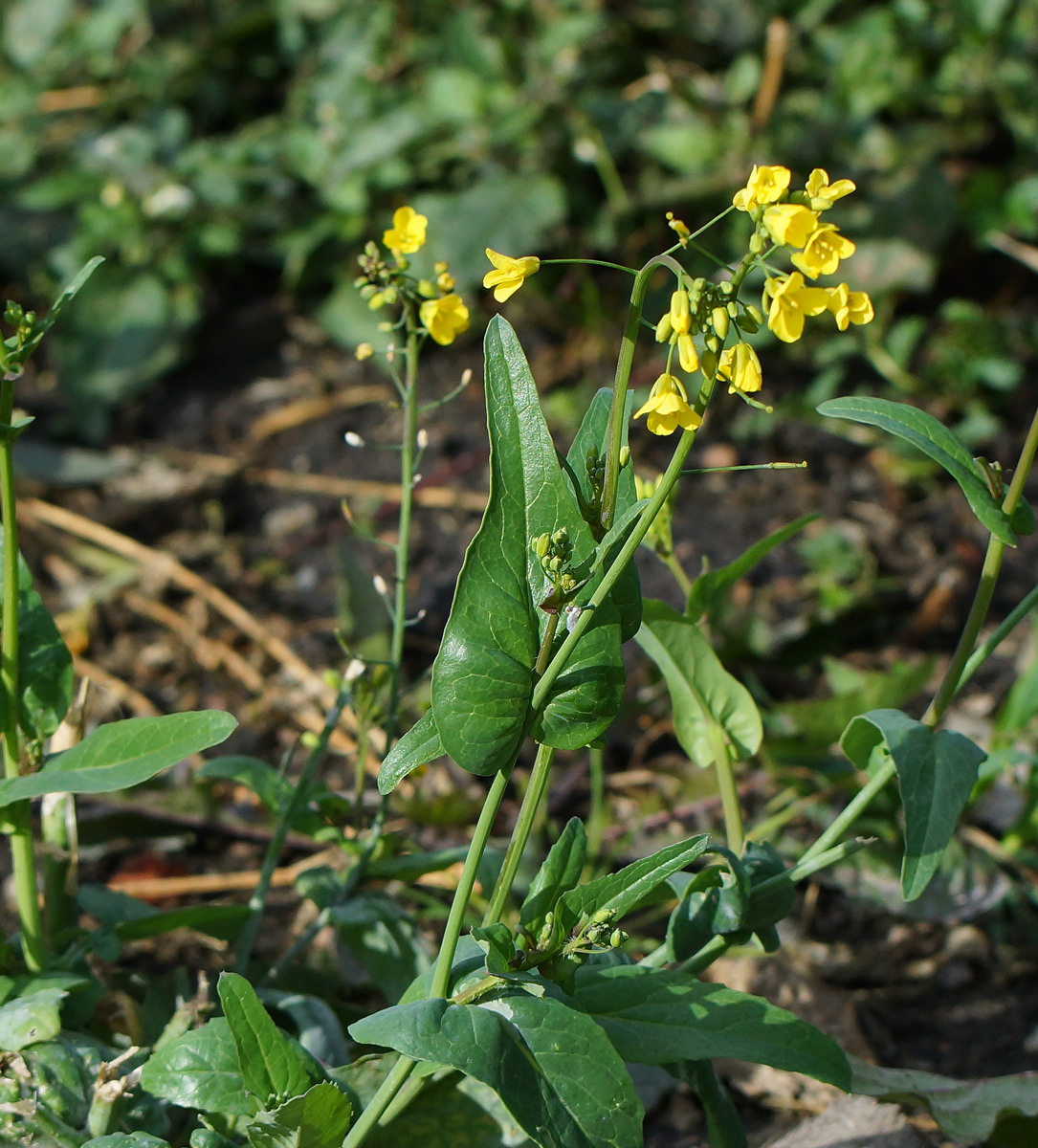 Image of Brassica campestris specimen.