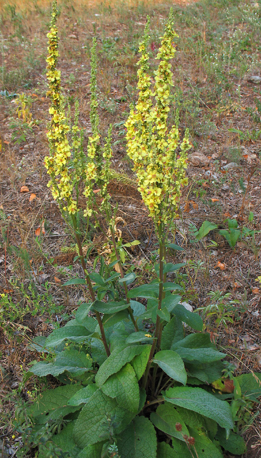 Image of Verbascum marschallianum specimen.