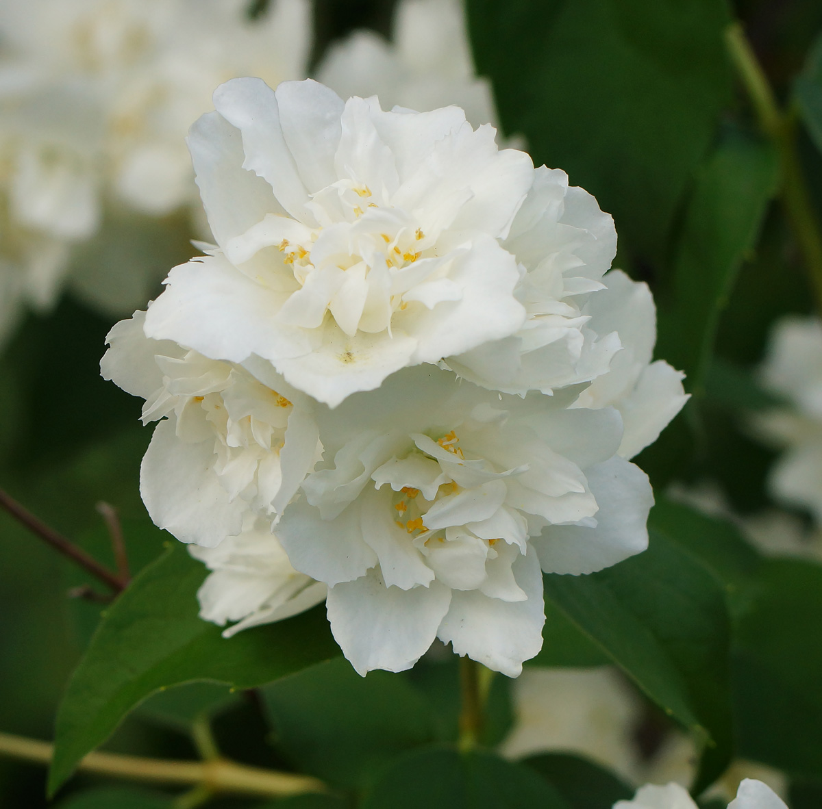 Изображение особи род Philadelphus.