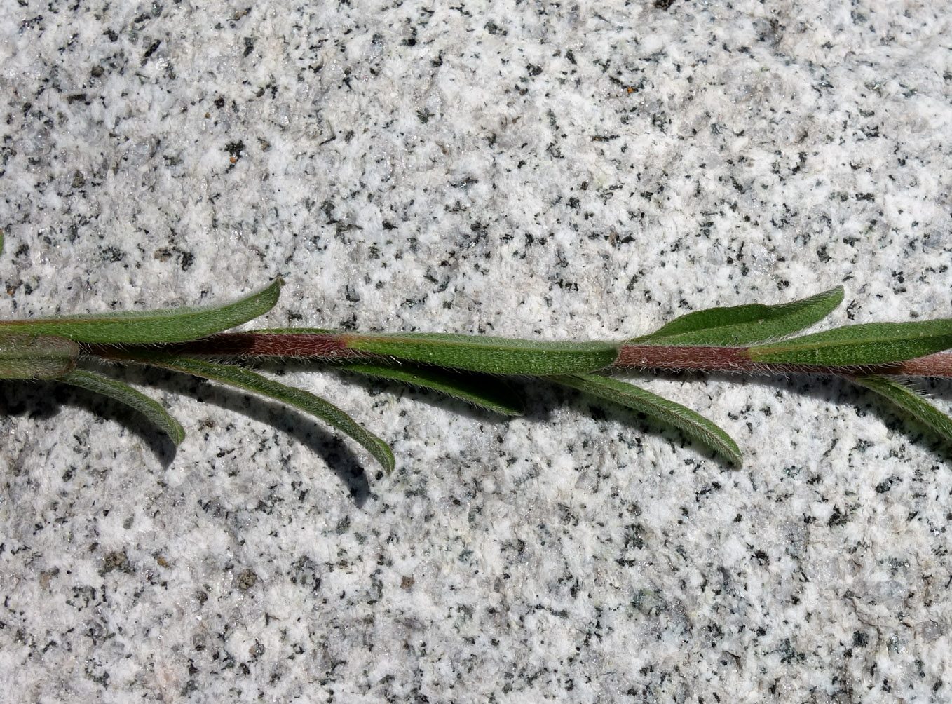 Image of Lappula microcarpa specimen.