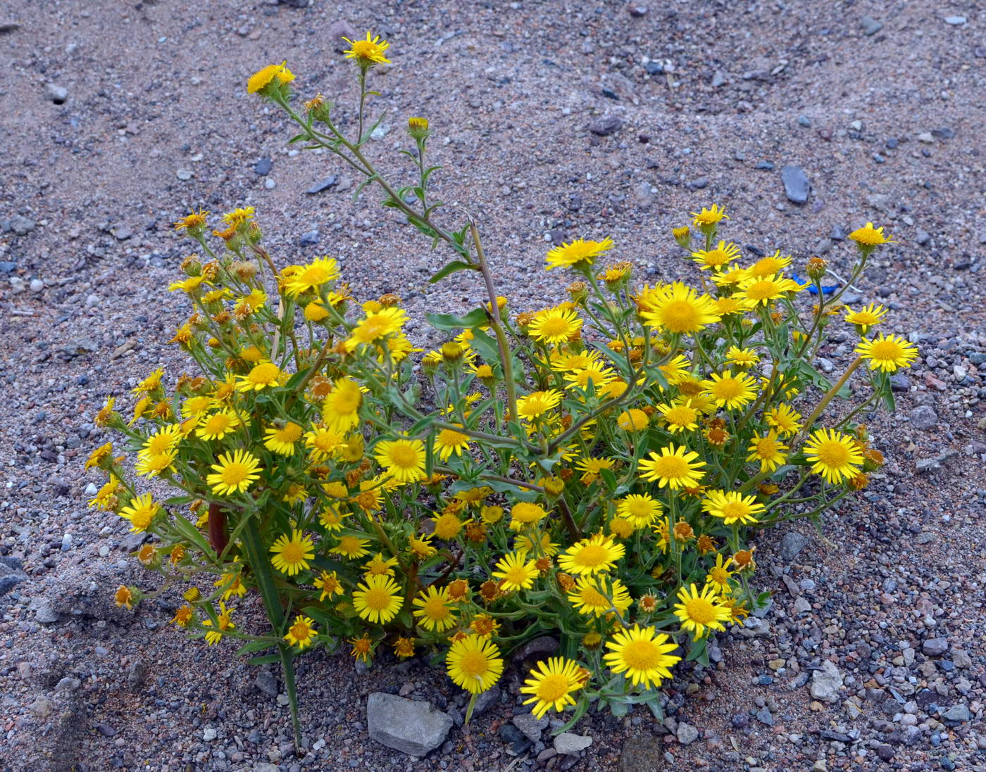 Изображение особи род Inula.