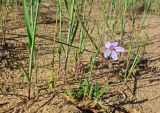 Erodium oxyrhynchum