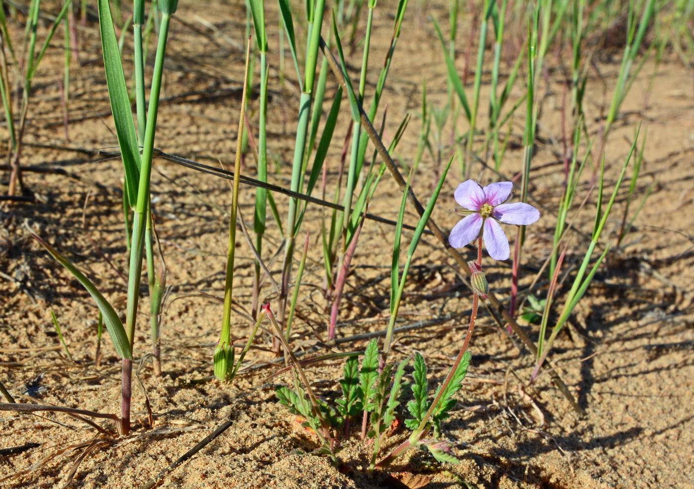 Изображение особи Erodium oxyrhynchum.