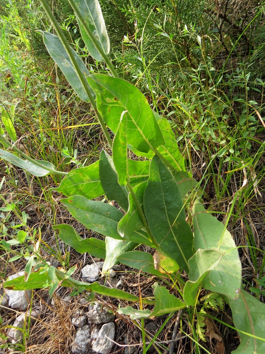 Image of Crepis darvazica specimen.